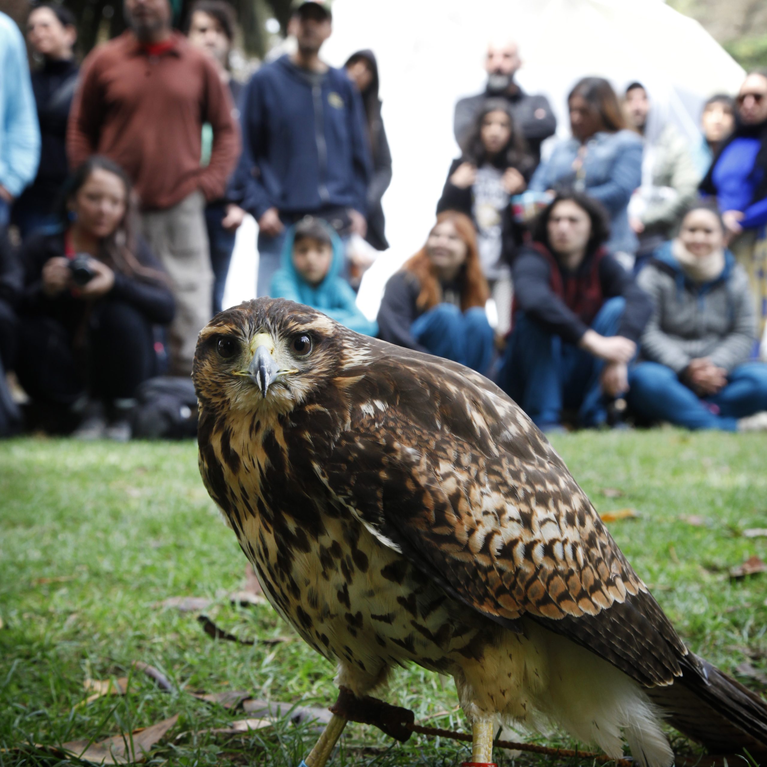 9° Festival de Aves Migratorias en Quintero